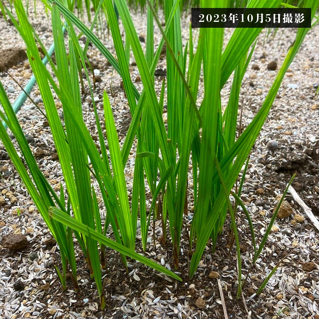 Amazon｜【抜き苗】ココスヤシ 30本 Butia capitata｜観葉植物